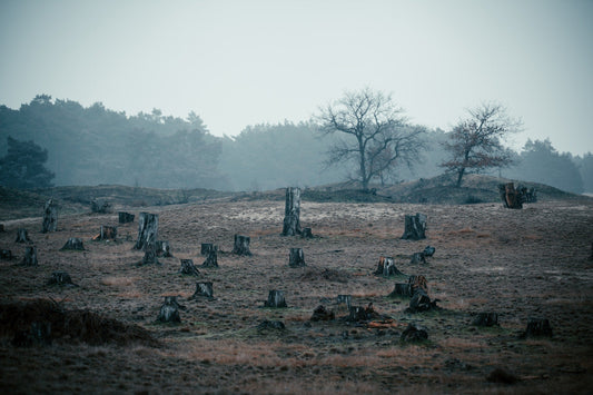 image of deforested area to represent the theme of bovine collagen and deforestation