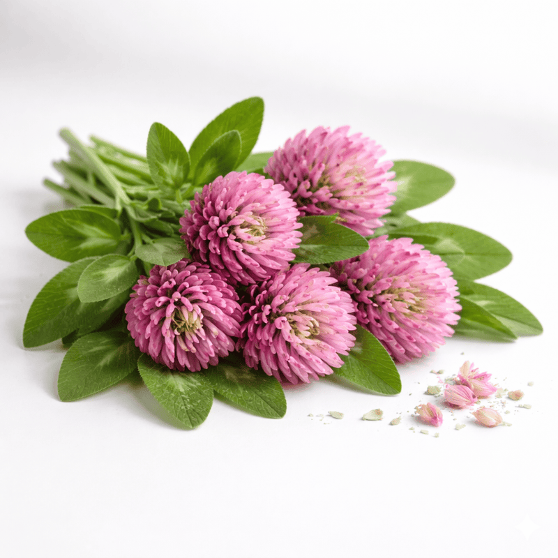 Red Clover