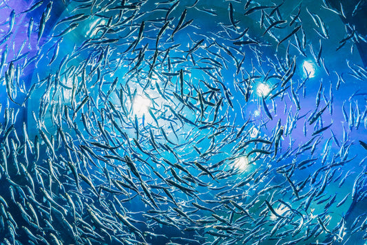  Where does collagen come from? 